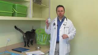 When Do Kittens Start Eating Solids?