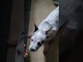 犬小屋のドアが開くとすぐに、かわいい子犬が大きく伸びをします!