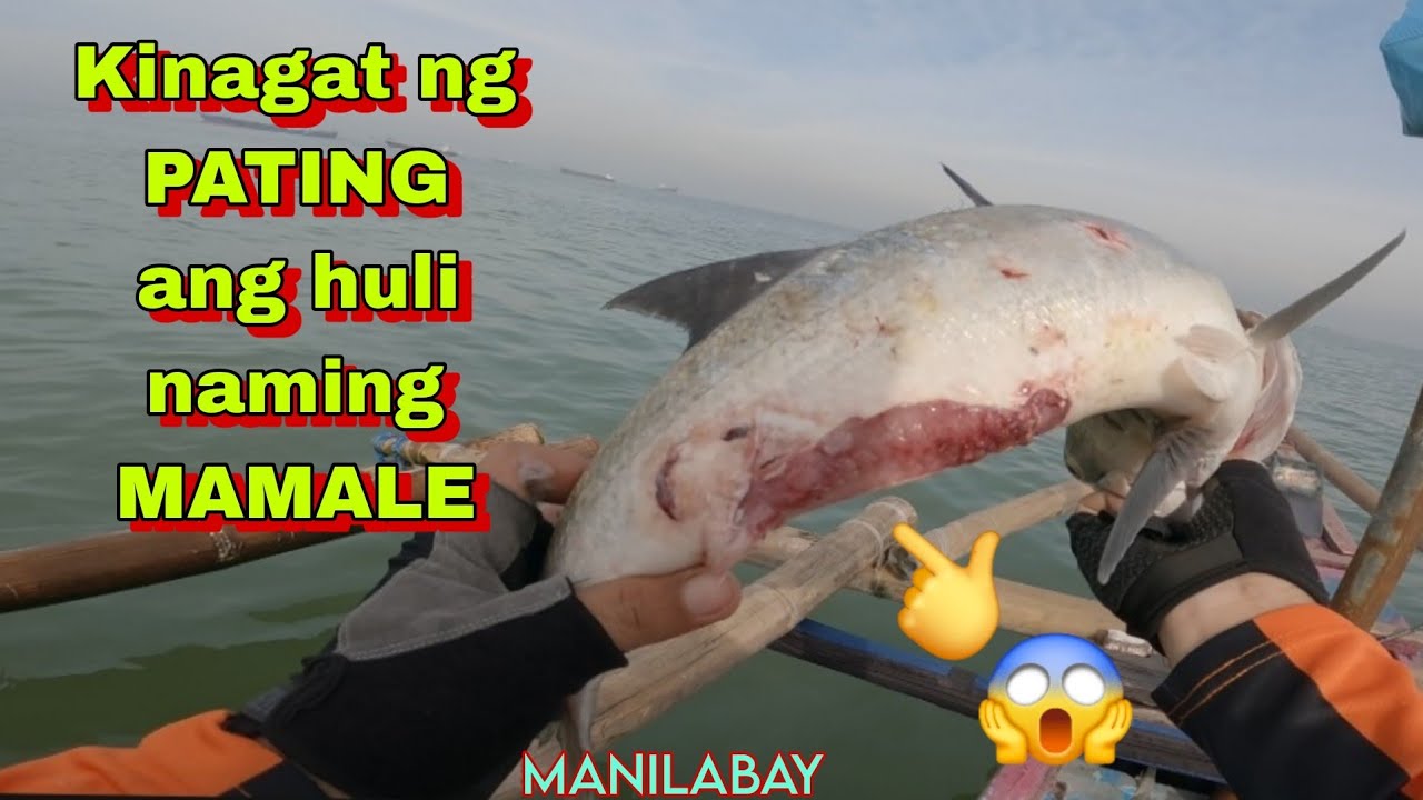 May pagala gala na PATING sa manilabay /kinagat ang huli na MAMALE ...
