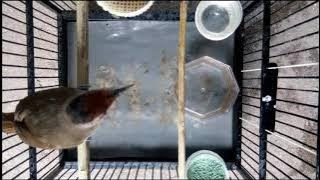 Asi Topi Sisik - Hasil Pikat Suaranya Memikat Volume Kuat