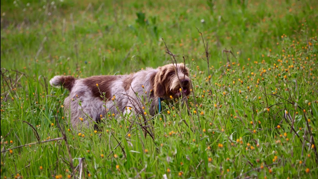 Spinone Italiano su figiani | Finalmente Spina in azione