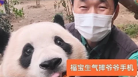 姜爺爺質疑福寶體重，福寶帶氣摔爺爺手機 - 天天要聞