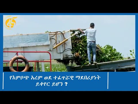 የእምቦጭ አረም ወደ ተፈጥሯዊ ማደበሪያነት ይቀየር ይሆን ?