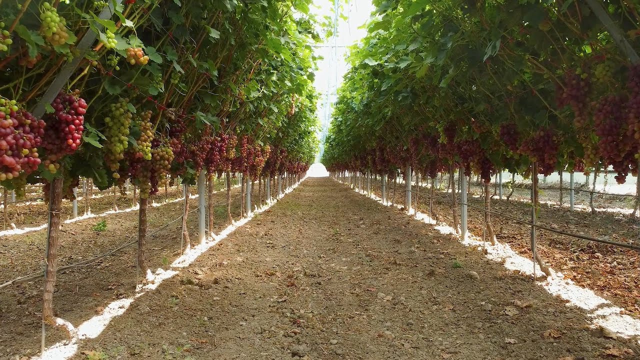 Online Παρουσίαση Παραγωγής Επιτραπέζιων Σταφυλιών