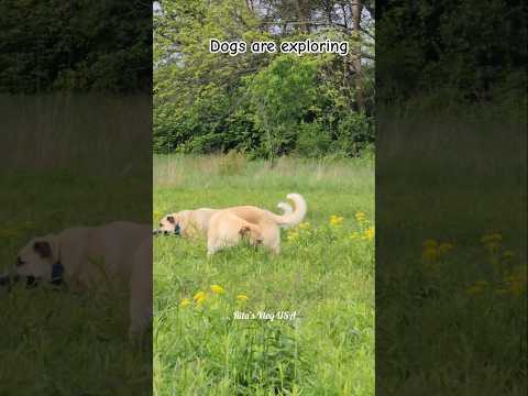 Dogs are exploring the outdoors #dogshorts #doglife