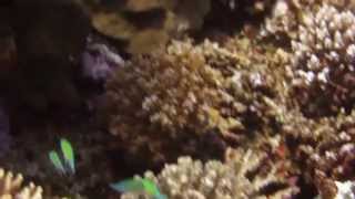 Marsa Mubarak Reef - Marsa Alam