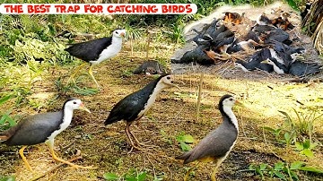 Easy way to catch birds | Very easy to make bird trap | The best trap for catching birds |