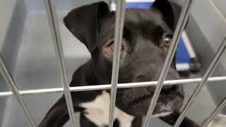 acs A675449