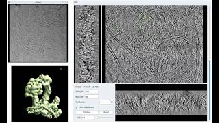Subtomogram averaging tutorial and demonstration in EMAN2–Muyuan Chen at the 6th LBMS Cryo-EM Course