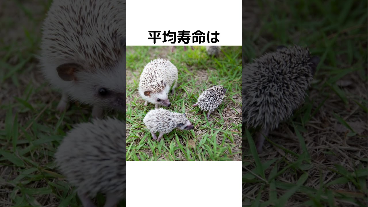 何個知ってる？ハリネズミの雑学10選 #ハリネズミ#動物#雑学
