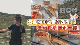 推荐金马仑旅游景点2022｜推荐Boh Tea茶园甜点和环境 ｜跟疫情前不一样啦！