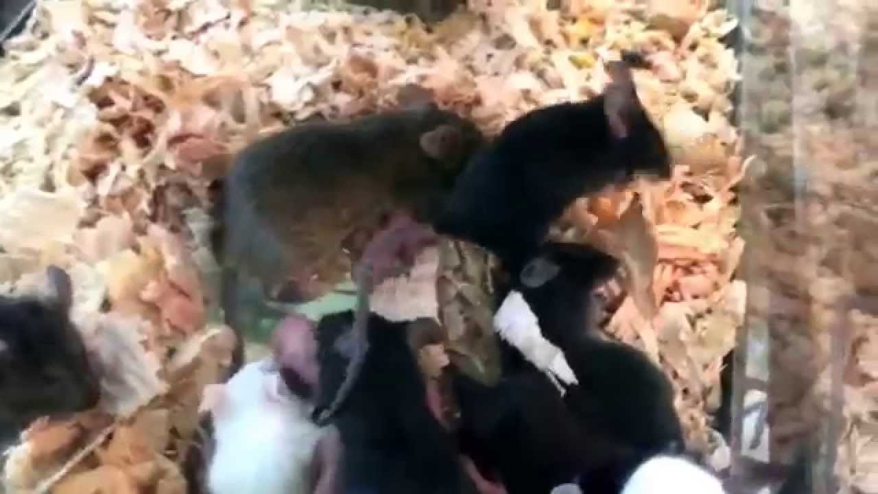 Feeder mice. Pinkies nursing. YouTube