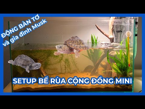 Video Setup bể Rùa cộng đồng Musk mini (Lưỡi dao và Common) - youtube