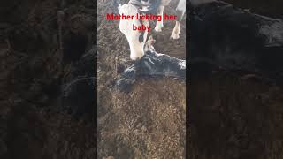 Mother Cow Licking Her New Baby