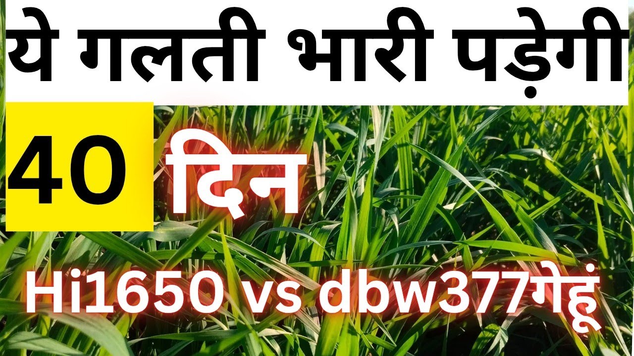 1 गलती – भारी नुकसान!HI 1650 ⚔️ DBW 377कौन देगा ज्यादा पैदावार?किसान के लिए सही गेहूं कौन सा?