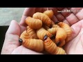 how to farm larvae red palm weevil.