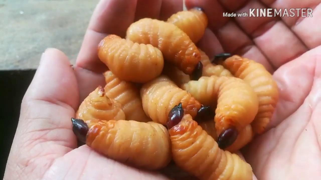 how to farm larvae red palm weevil.