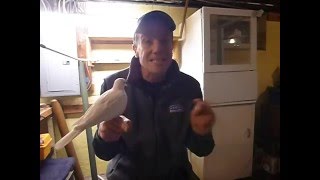 Ringneck Dove Facts