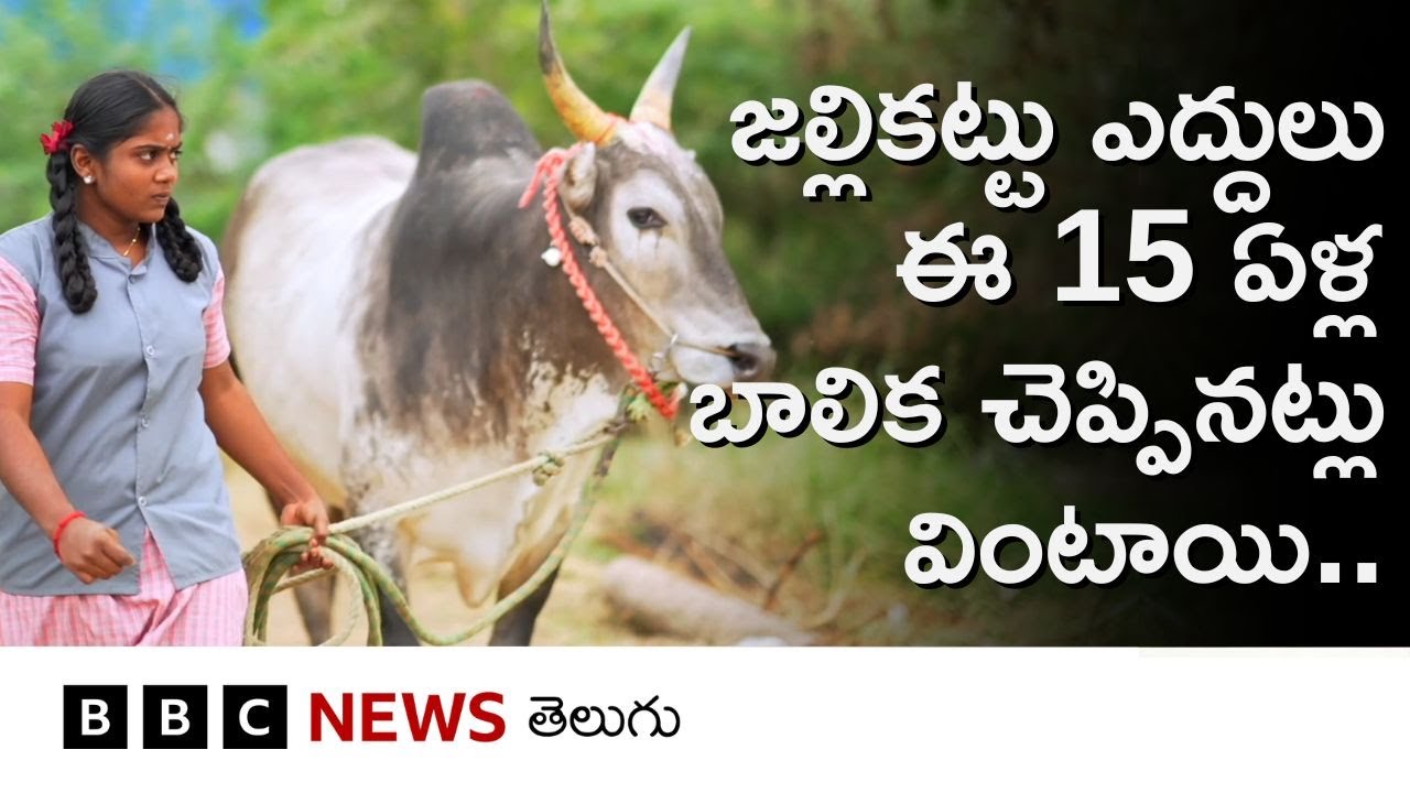 Jallikattu: ఈ 15 ఏళ్ల బాలిక కండలు తిరిగినఈ జల్లికట్టు ఎద్దులకు శిక్షణ ఇస్తోంది..| BBC Telugu