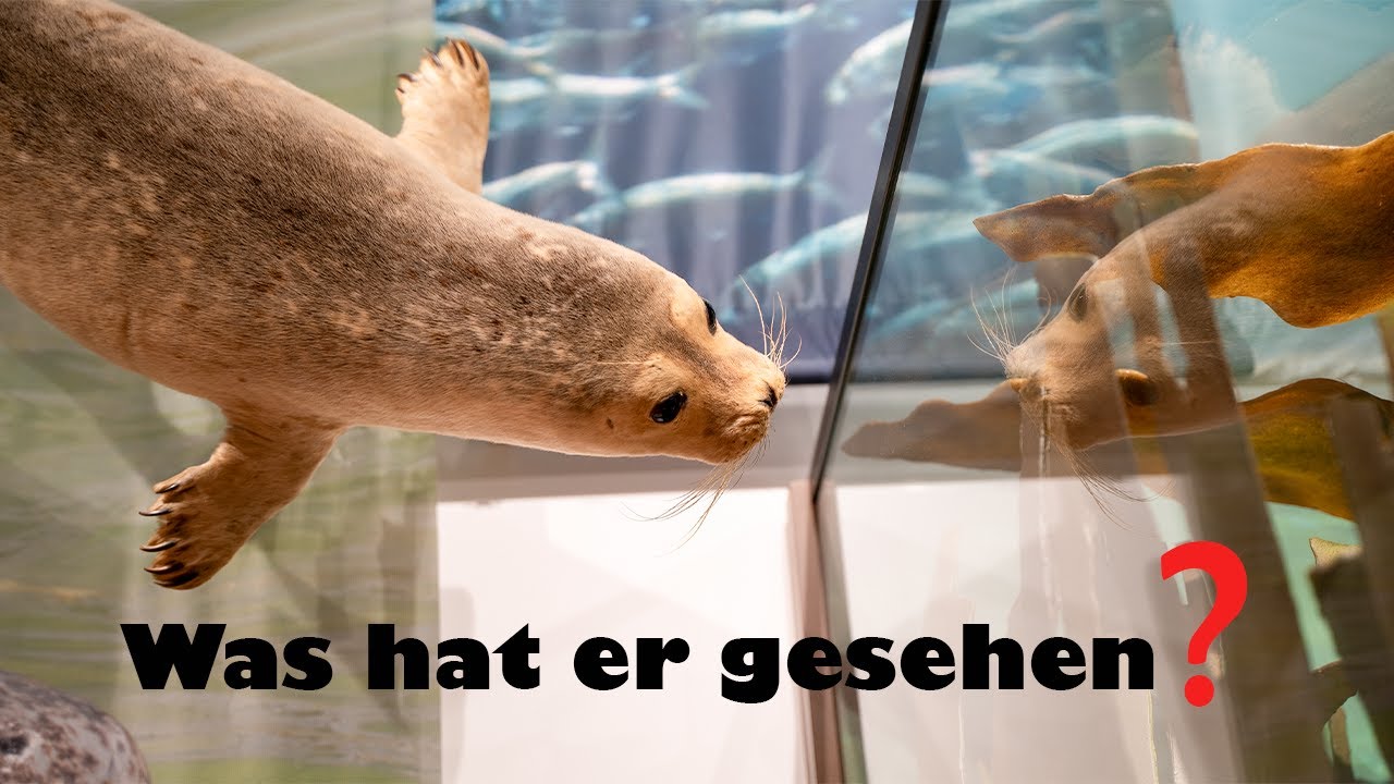 Sahalift Tierisch unterwegs 😁 Arbeitsbühne im Einsatz