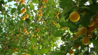 Download Lagu Mufti Menk - Jannah MP3