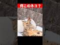 何このネコ?桜の京都の可愛いすぎる桜ネコに海外レディらが癒される