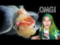 MY GOLDFISH'S BRAIN EXPLODED?! TREATING WEN INJURY AND DROPSY IN GOLDFISH