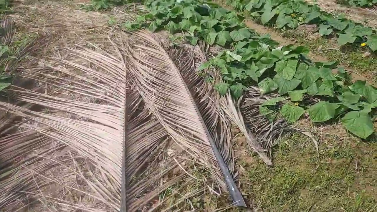 Mô Hình Trồng Dưa Leo Không Cần Làm Giàn Cho Lợi Nhuận Cao