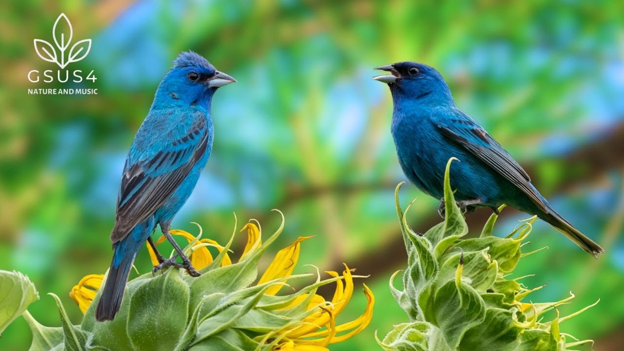 Bird Chirping Sound - 11H of Peaceful Bird Chirping - Relaxing Nature Sounds for Sleep & Meditation