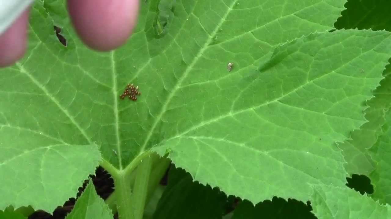 SQUASH BUG EGG REMOVAL 72212 YouTube