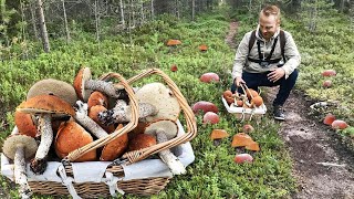 GIANT Mushrooms 2023 in snow. Picking WILD MUSHROOMS 2023 in Winter, Extreme Boletus picking.