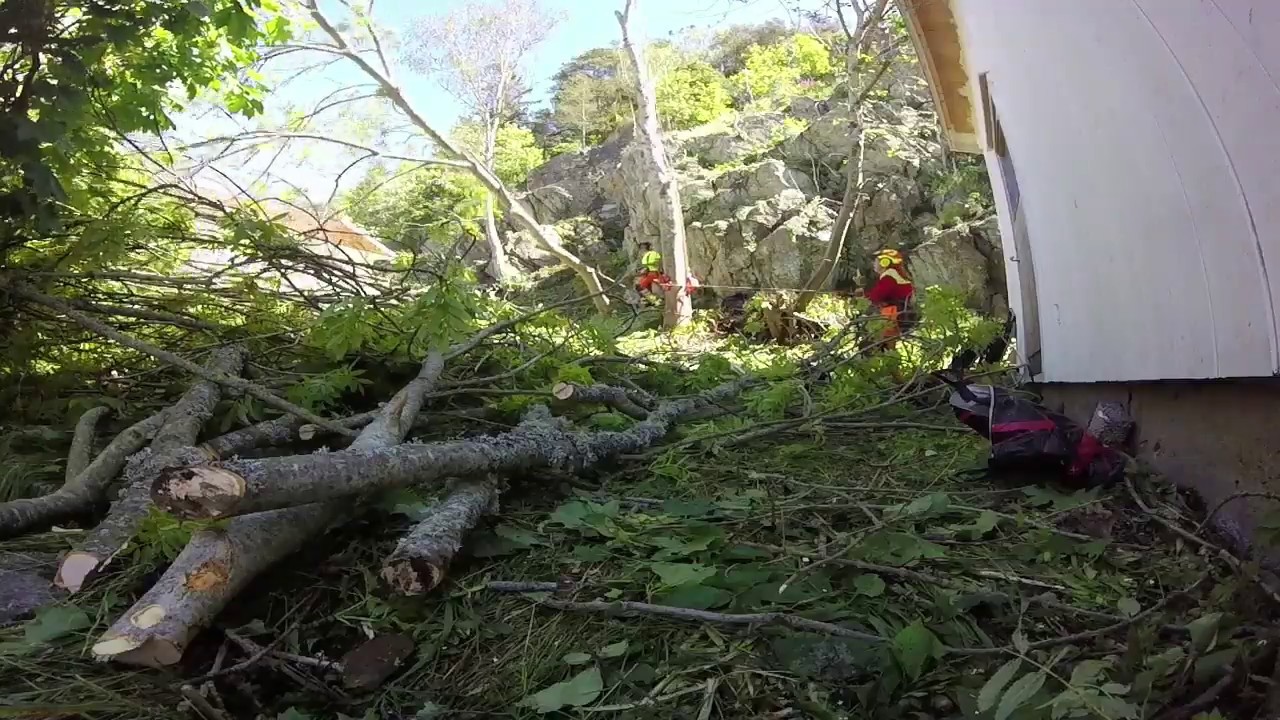 Tree Felling - Leaning The Wrong Way - YouTube