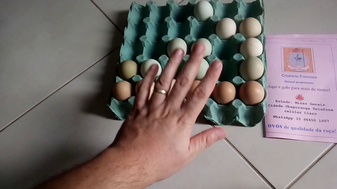 Quantos Dias Leva Para Chocar Ovo Na Chocadeira