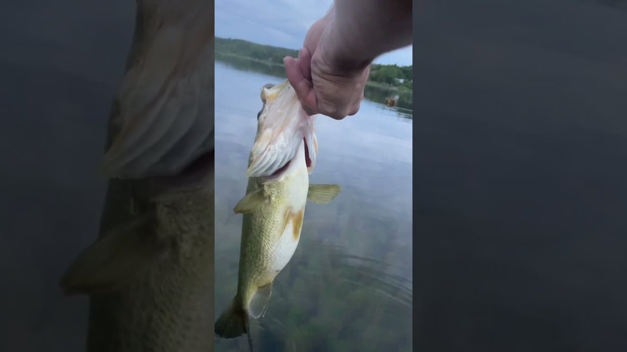 2 8lb Large Mouth Bass Kawartha Lakes