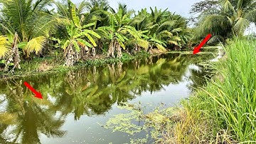 Câu Cá Rô Đồng Bằng Mồi Này Rất Nhạy || Fishing this bait plain perch is very sensitive