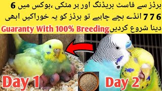 Birds Fast Breeding Formula For Budgies,Love birds,Cockatiel,Java Finches l The Parrot Master