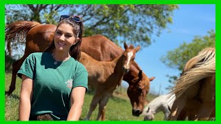 TOUR OF ALL THE FOALS AND YOUNG HORSES!