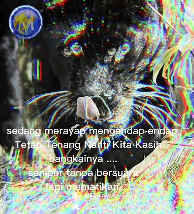 story wa macan kumbang. singkat #shorts