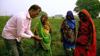 Breaking the Whitefly Lifecycle: Whitefly Management (Bangla) | Bayer Crop Science India