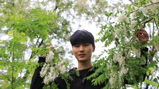 原来农村树上的槐花，还能这样吃，你肯定不知道