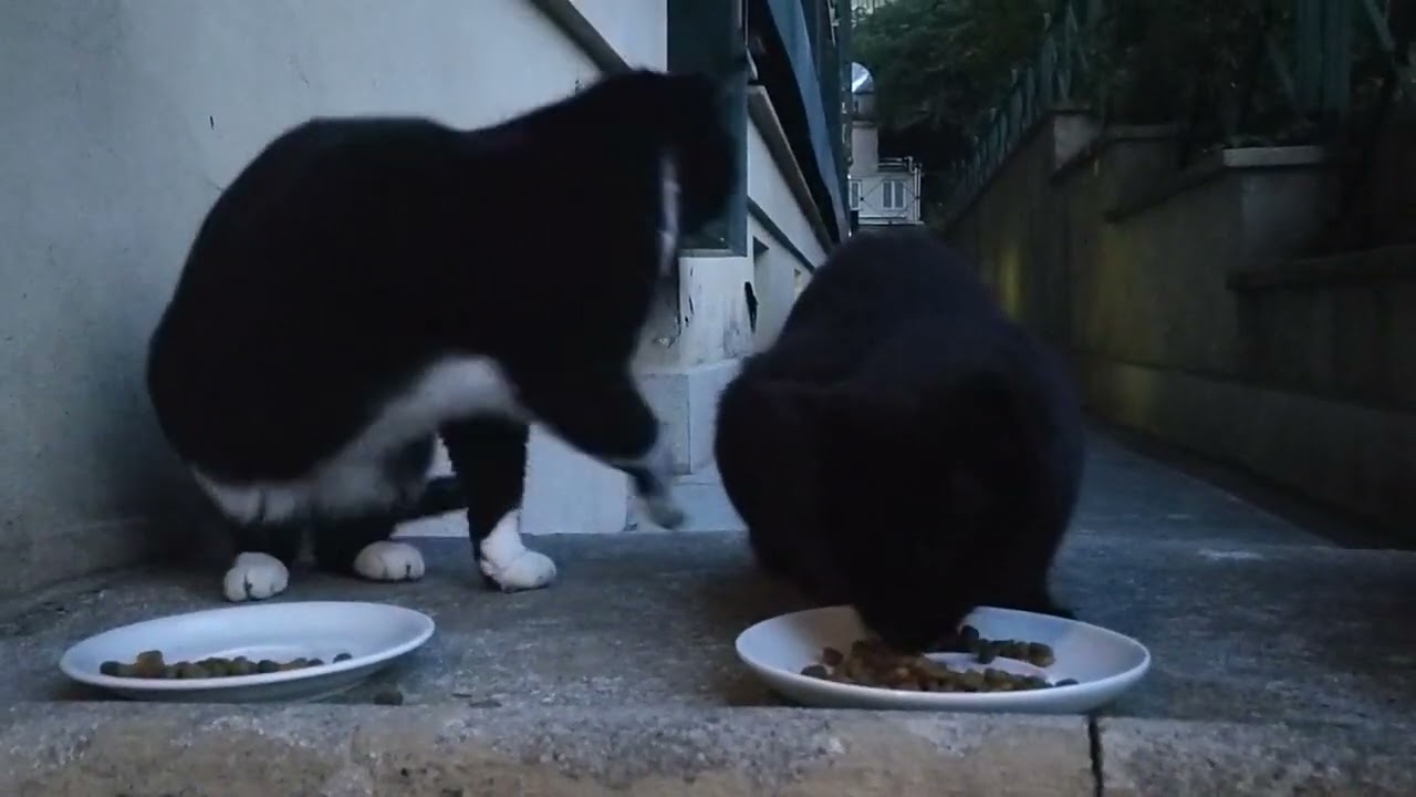 Daily Vaticats! (Nighttime Divas!) 🤣