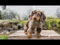 Mini Dachshund Puppies