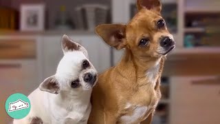 Everyone Calls Them ‘Purse Dogs’, But These Chihuahuas Prove You Wrong | Cuddle Buddies Everyone Calls Them ‘Purse Dogs’, But These Chihuahuas Prove You Wrong | Cuddle Buddies