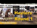 Heeler Round 1, Fall Classic Rope Horse Futurity - Lacombe 2019