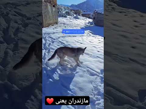 مازندران نور ساری بابل بابلسر سوادکوه ترکی زمستان چوپان