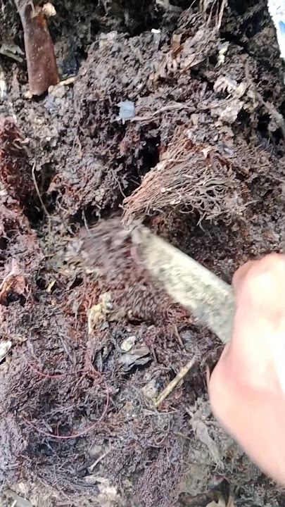 mencari cacing di pohon pisang #shortsvideo