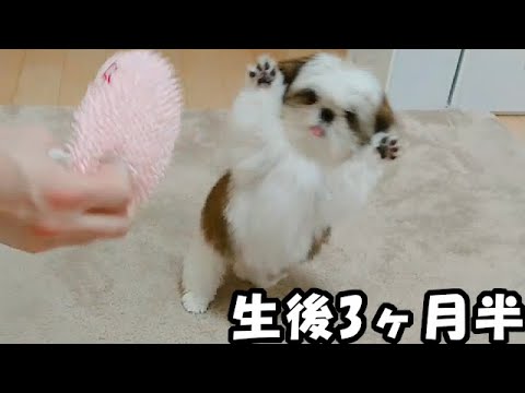 生後3ヶ月半 生後3ヶ月 シーズー 犬 子犬 Shih Tzu Dog Puppy Youtube