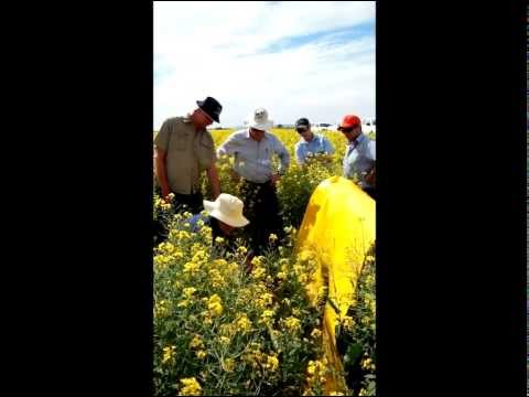 Entomologist Hugh Brier demonstrates how to use a beatsheet in canola.