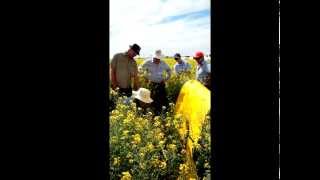Entomologist Hugh Brier demonstrates how to use a beatsheet in canola.