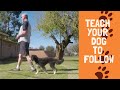 How to train your dog to walk on a leash without pulling